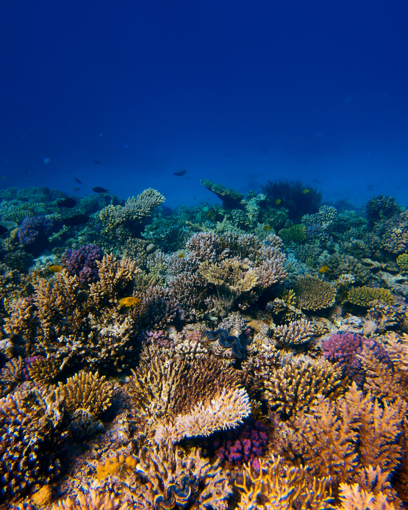 Coral reef and marine life in the clear waters off Dumaguete and Apo Island, Philippines