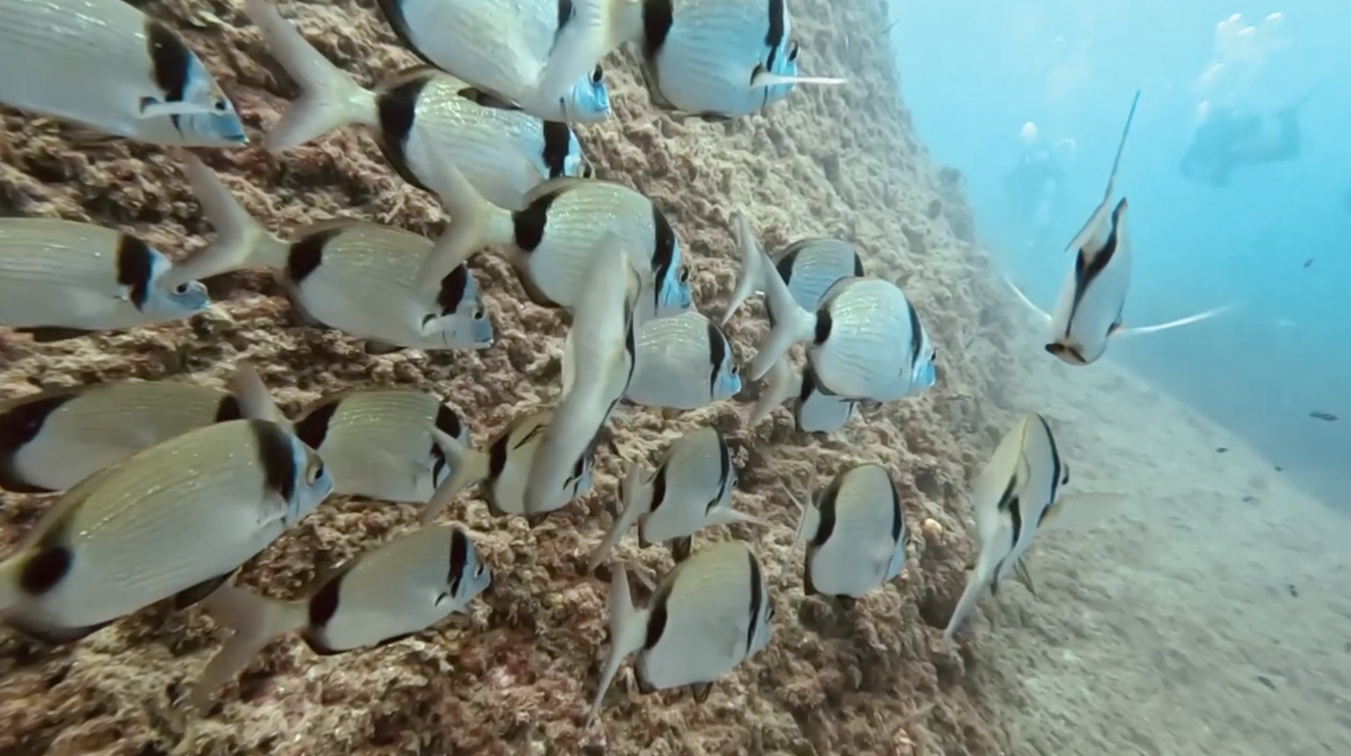 School of common two-banded seabream on the reef wall at the Medes Islands marine reserve